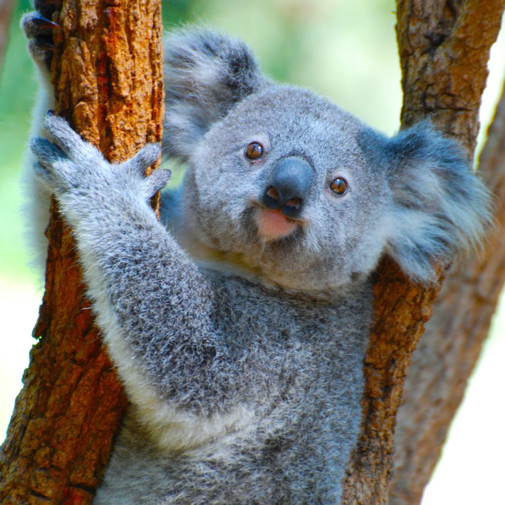 子供たちも大好き！オーストラリアの動物たち オーストラリアへ親子留学するならHelloKids（ハローキッズ）