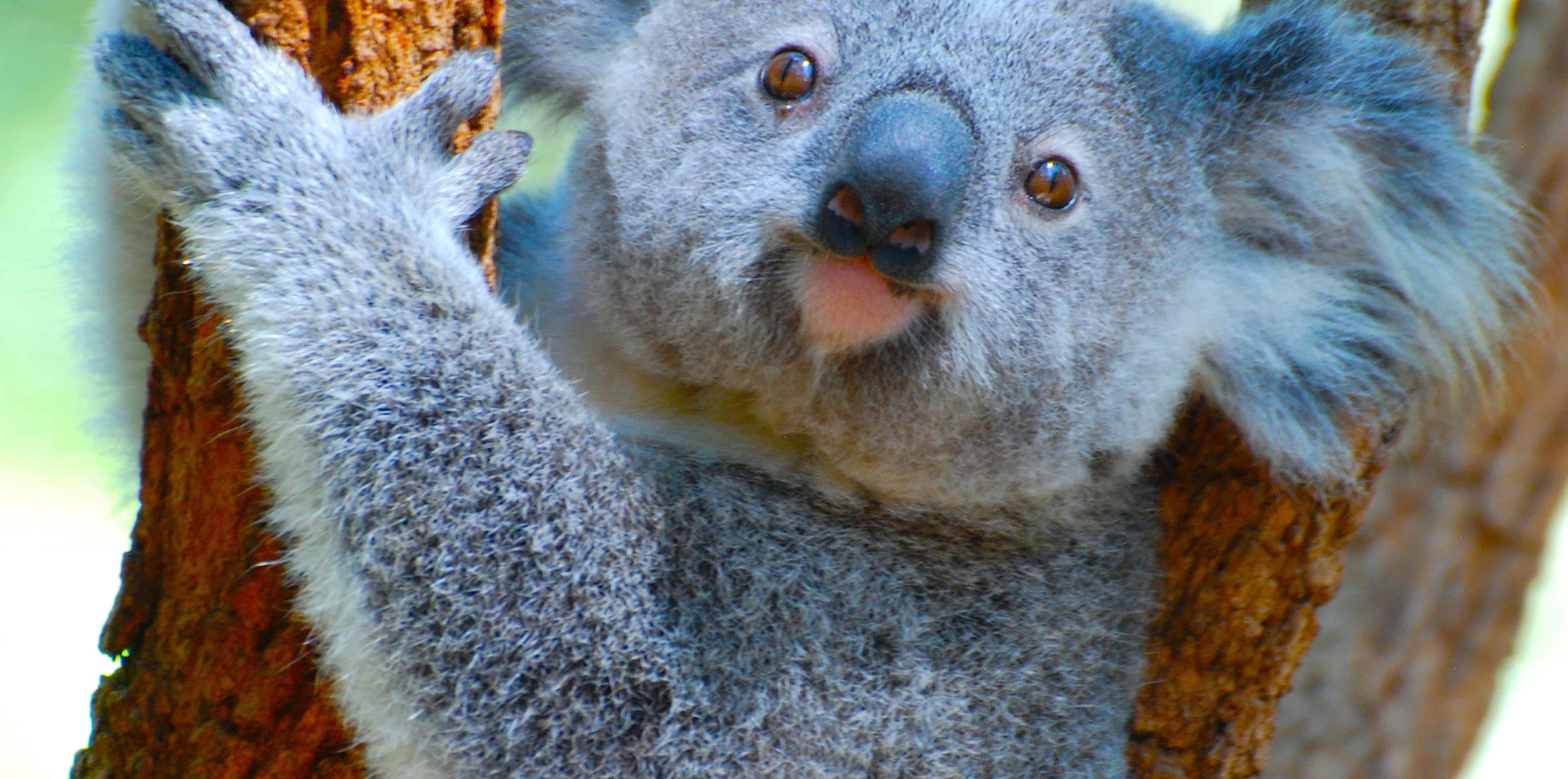 子供たちも大好き オーストラリアの動物たち オーストラリアへ親子留学するならhellokids ハローキッズ