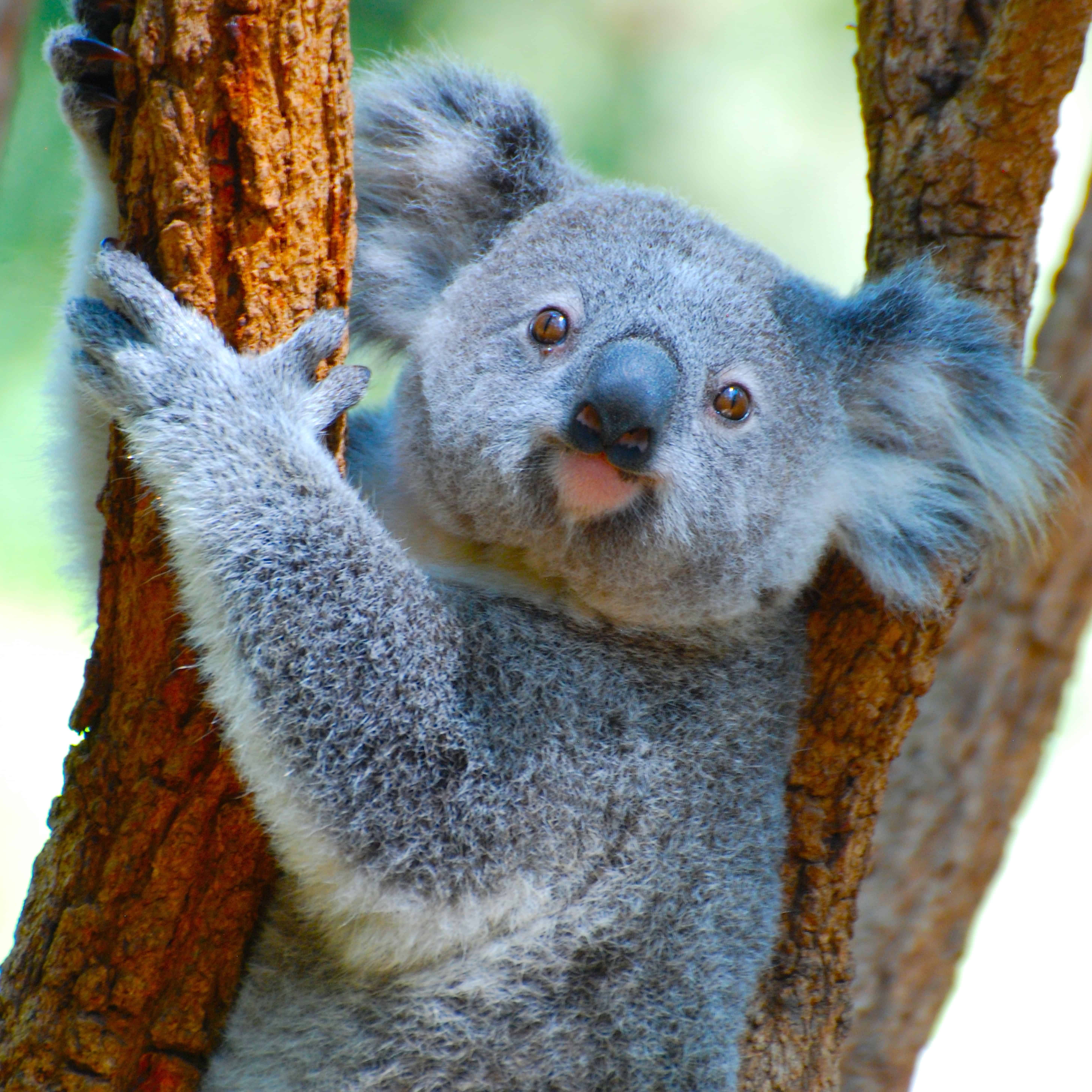 子供たちも大好き オーストラリアの動物たち オーストラリアへ親子留学するならhellokids ハローキッズ